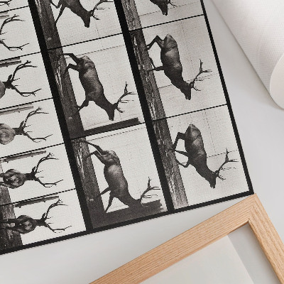 Poster pentru perete Locomoția animală nr. 695 (1887), fotografie de Eadweard Muybridge