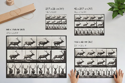 Poster pentru perete Locomoția animală nr. 695 (1887), fotografie de Eadweard Muybridge