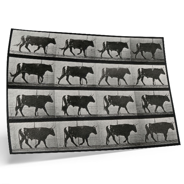 Poster retro Un taur în marș. Fototip după Eadweard Muybridge, 1887