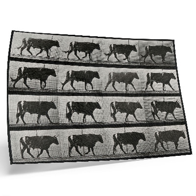 Poster retro Un taur în marș. Fototip după Eadweard Muybridge, 1887