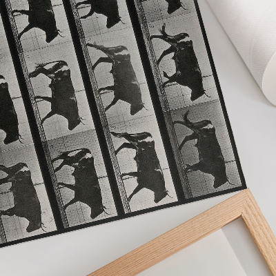 Poster retro Un taur în marș. Fototip după Eadweard Muybridge, 1887
