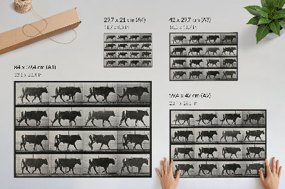 Poster retro Un taur în marș. Fototip după Eadweard Muybridge, 1887