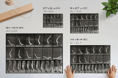 Poster Un bărbat stând în poziție culcat pe spate, în mâini. Fototip după Eadweard Muybridge, 1887.