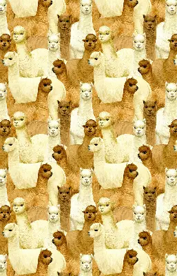 Stor pentru geam o turmă de alpaca
