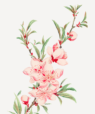 Floare roz