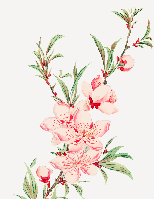 Floare roz