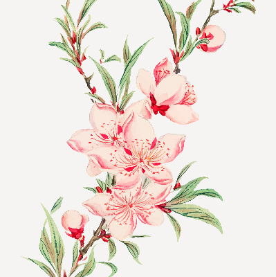 Floare roz
