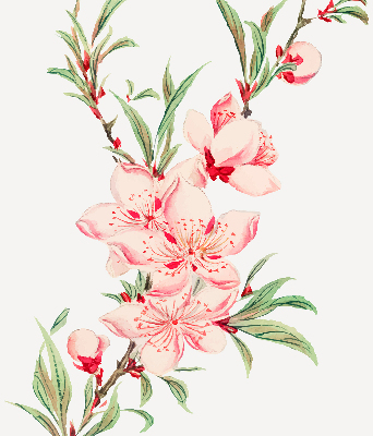 Floare roz