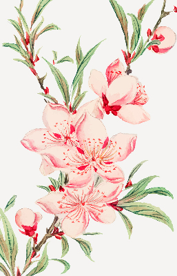Floare roz