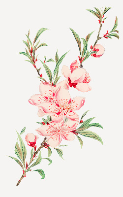 Floare roz