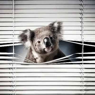 Stor geam interior koala