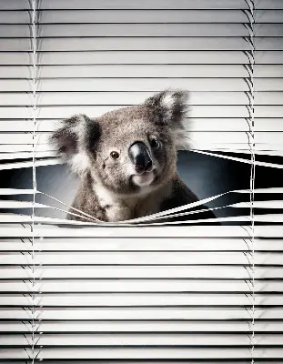 Stor geam interior koala