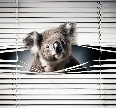 Stor geam interior koala