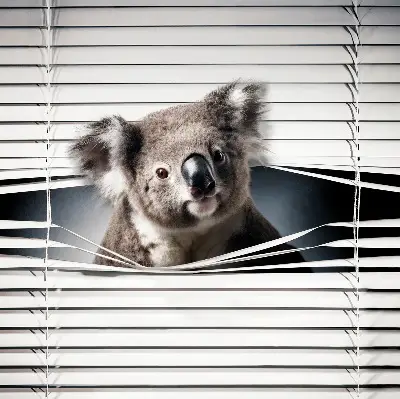 Stor geam interior koala