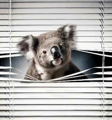 Stor geam interior koala
