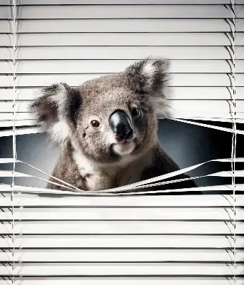 Stor geam interior koala