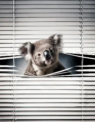 Stor geam interior koala