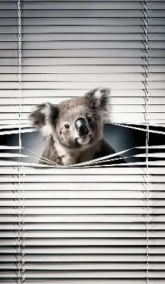 Stor geam interior koala