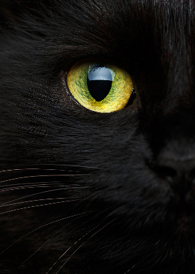 Roleta blackout cu model ochi de pisică