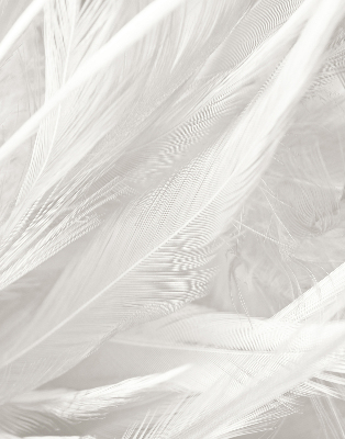 Roleta blackout pene