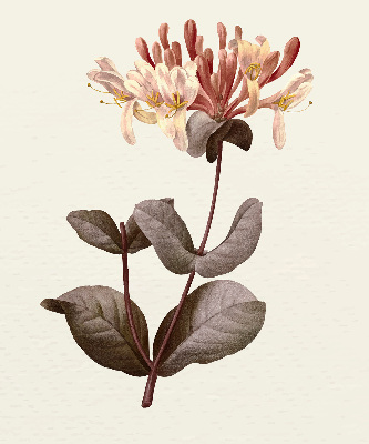Perdea roleta floare care cade