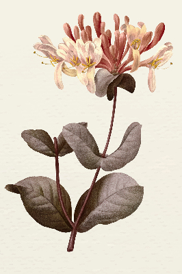 Perdea roleta floare care cade