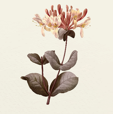 Perdea roleta floare care cade