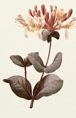 Perdea roleta floare care cade