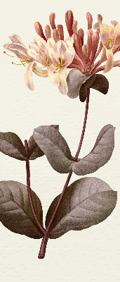 Perdea roleta floare care cade