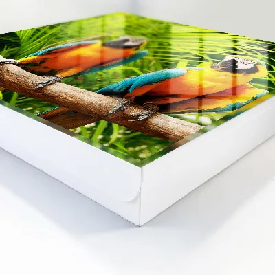 Cutii de chei Păsări tropicale