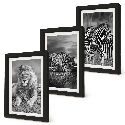 Set 3 tablouri Animale sălbatice din savană: leu, jaguar și zebră