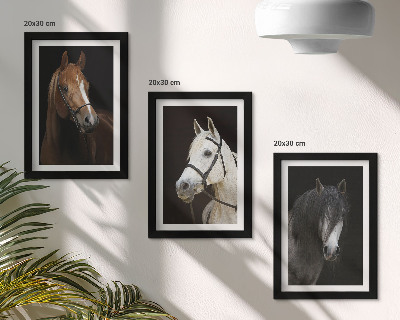Galerie de perete Portrete de cai în diferite nuanțe de blană