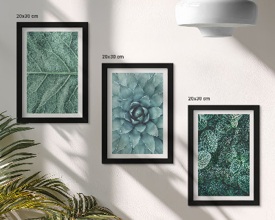 Galerie de perete Prim-planuri ale plantelor și frunzelor suculente