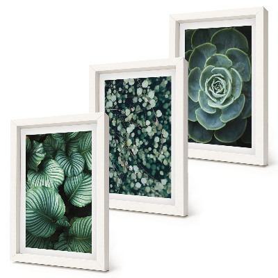 Set 3 tablouri Plante cu frunze verzi și suculente elegante
