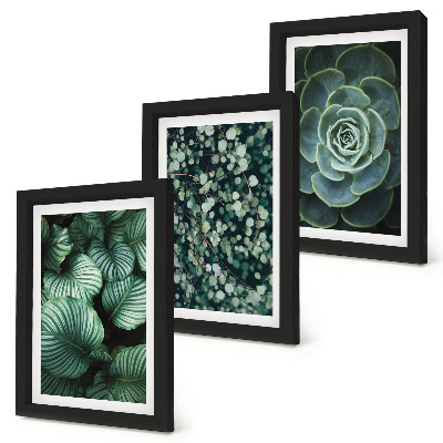 Set 3 tablouri Plante cu frunze verzi și suculente elegante