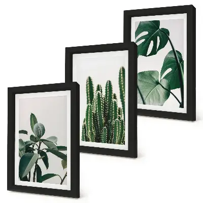 Set 3 tablouri cu plante tropicale de apartament și frunze estetice