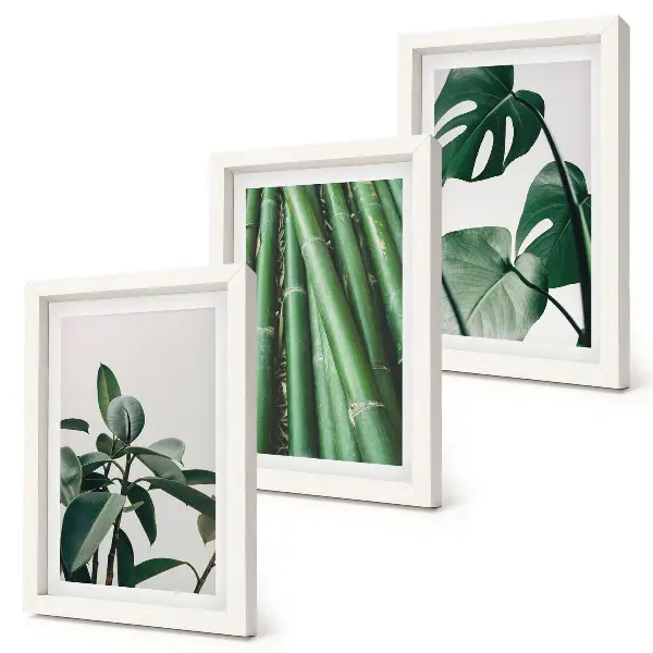 Set de 3 tablouri cu plantă de apartament cu tulpini de bambus și frunze de monstera