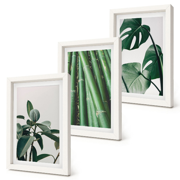 Set 3 tablouri Plantă de apartament cu tulpini de bambus și frunze de monstera