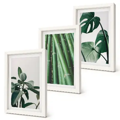 Set de 3 tablouri cu plantă de apartament cu tulpini de bambus și frunze de monstera