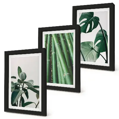 Set de 3 tablouri cu plantă de apartament cu tulpini de bambus și frunze de monstera