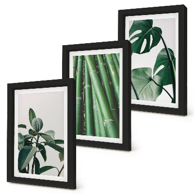 Set 3 tablouri Plantă de apartament cu tulpini de bambus și frunze de monstera