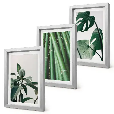 Set de 3 tablouri cu plantă de apartament cu tulpini de bambus și frunze de monstera
