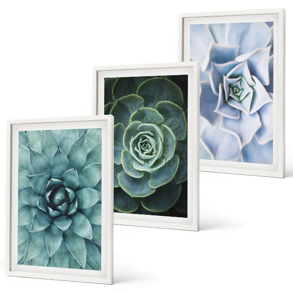 Set tablouri decorative Plante suculente verde turcoaz