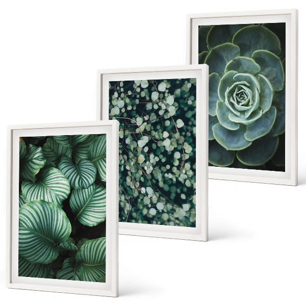 Set tablouri decorative Stilul suculentelor cu frunze verzi