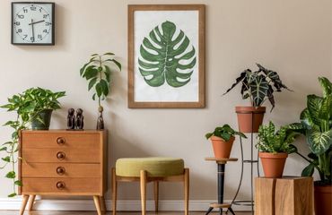 Cum să vă decorați casa în stilul unei jungle urbane? Jungla urbană fără secrete